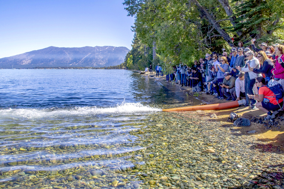 Lahontan cutthroat trout