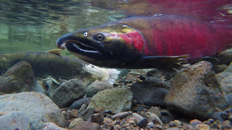 wild coho salmon