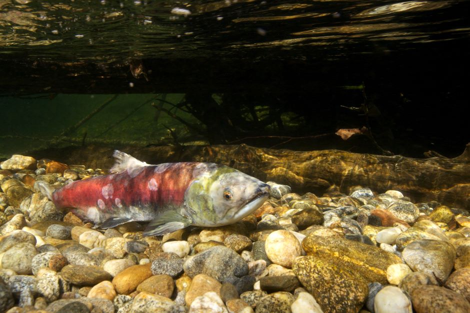 sockeye salmon