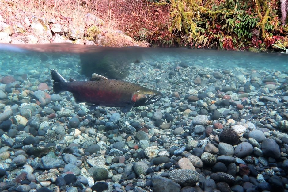 coho salmon swimming underwater (PCB)