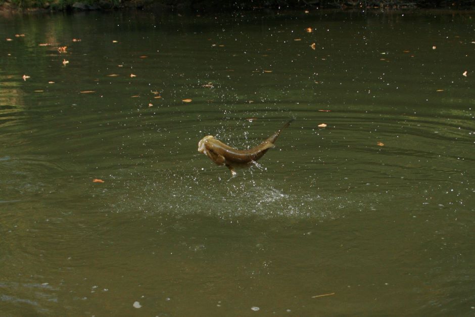 Jumping Smallmouth Bass