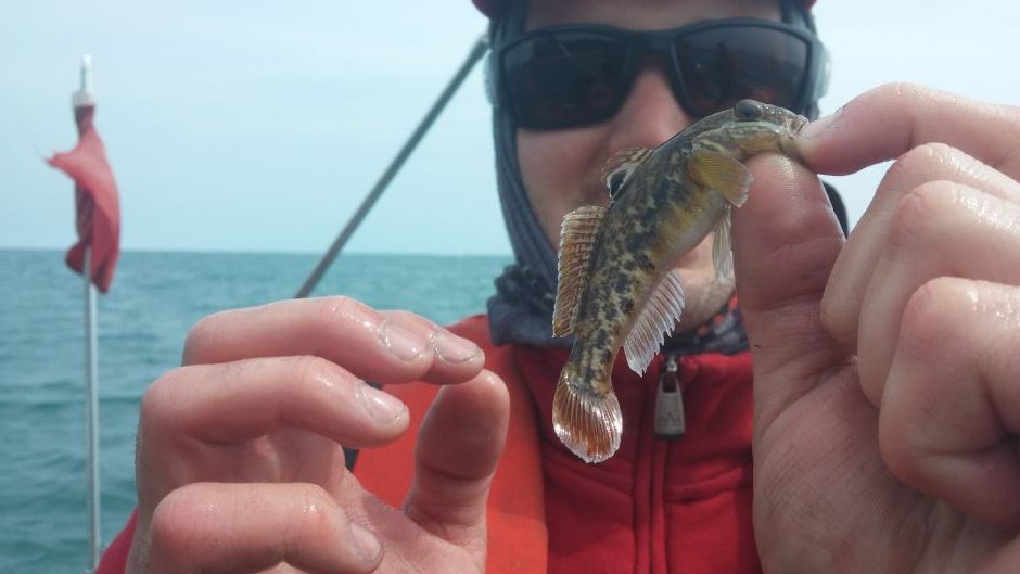 Nick Barkowski, U.S. Army Corps of Engineers fisheries biologist, holds an invasive Round Goby captured while electrofishing along the shoreline of Calumet Harbor during an Asian Carp/Eurasian Ruffe Response exercise, May 28, 2014.