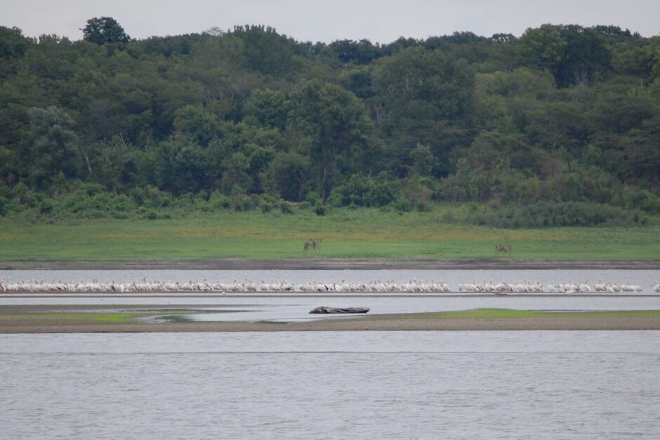 Pelicans during the Pelican Festival at Saylorville Lake in central Iowa.