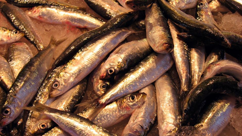 photographed are a cluster of herrings (fish) which are a type of forage fish