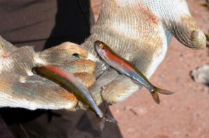 rainbow smelt in the hands of a USFWS worker. The smelt are red and silver in color