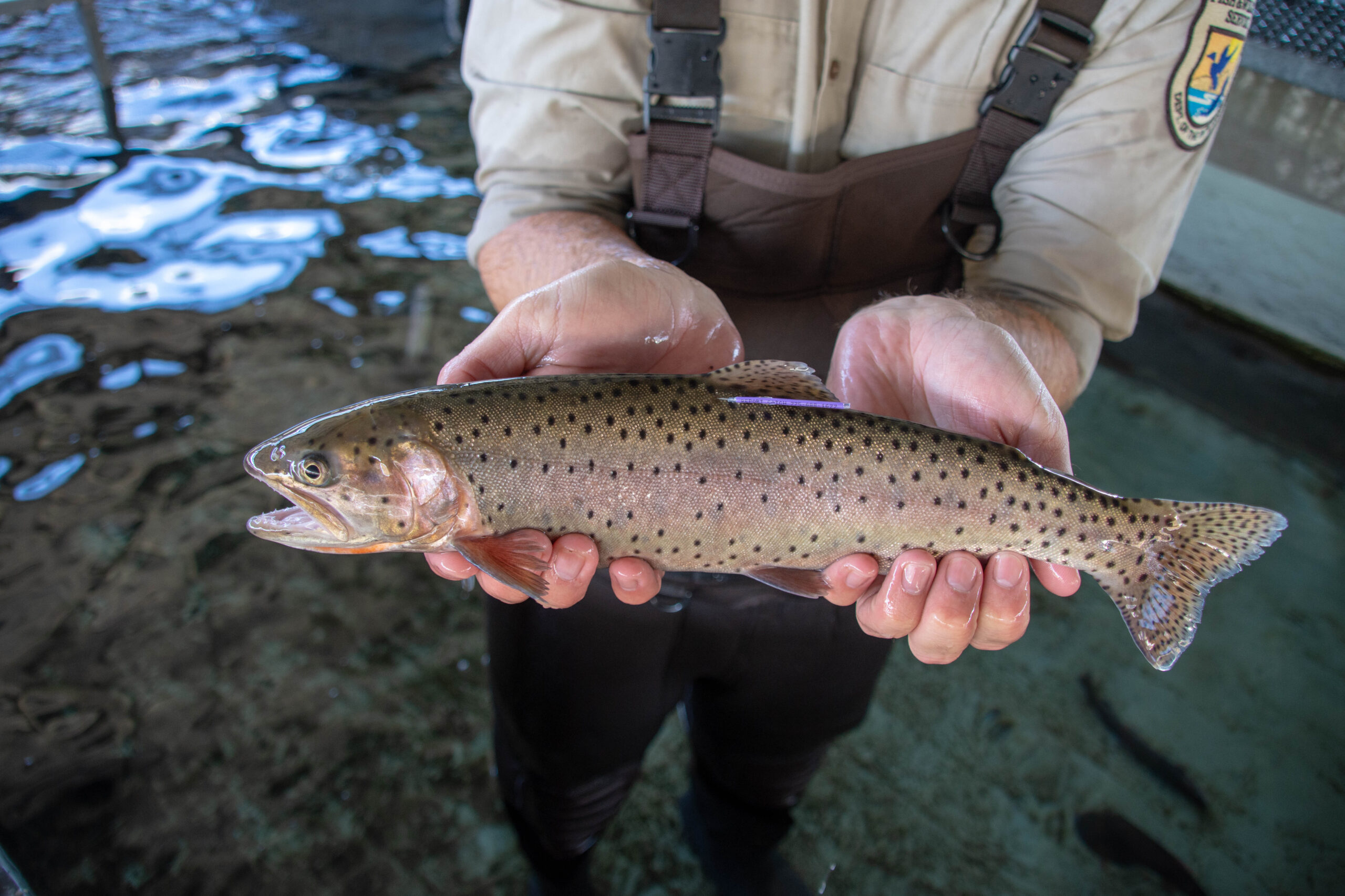 Lahontan cutthroat trout with floy tag.