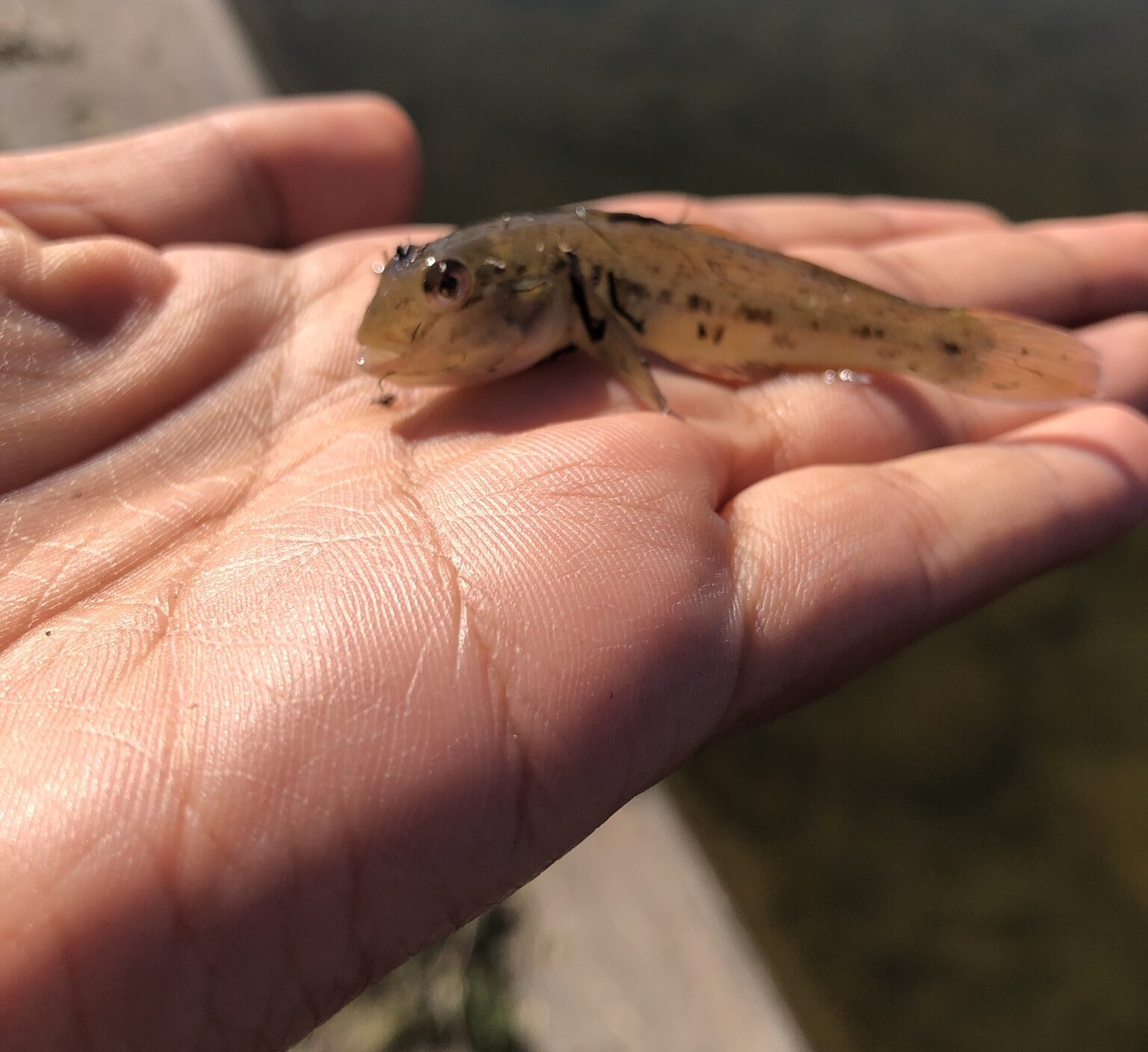 FishSens Magazine  Smallmouth Bass Thriving After Round Goby