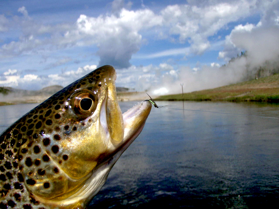 FishSens Magazine  Fish Behavior and Personality: Brown Trout - FishSens  Magazine
