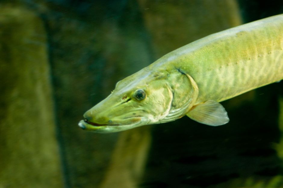 Muskellunge