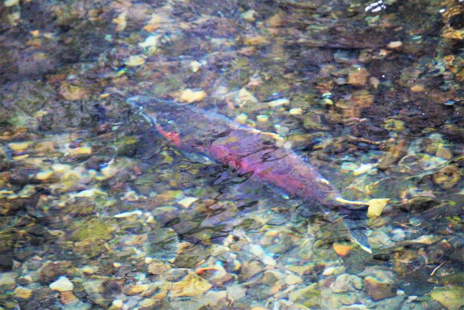 salmon habitats