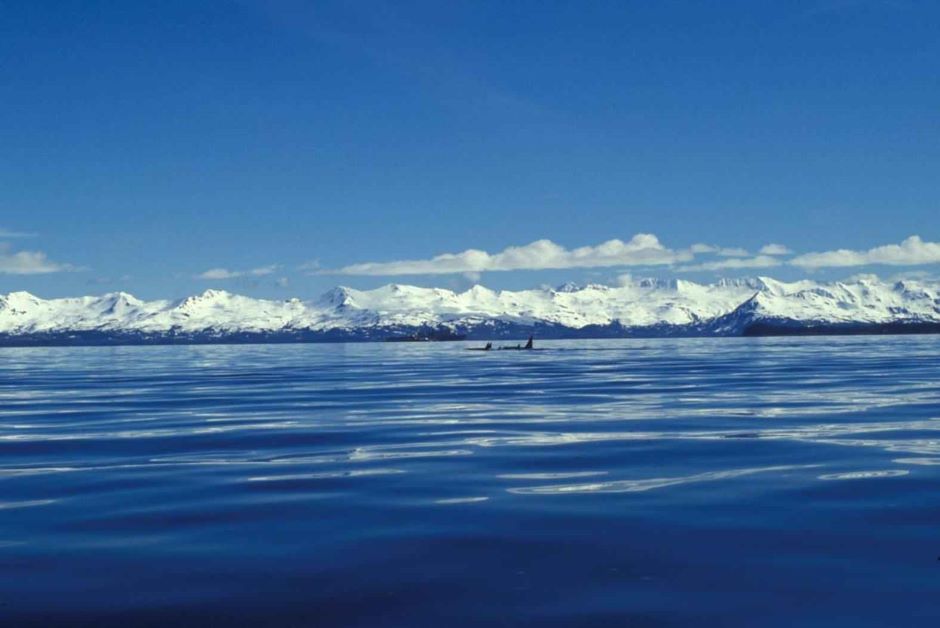 a pod of orcas swimming at the surface