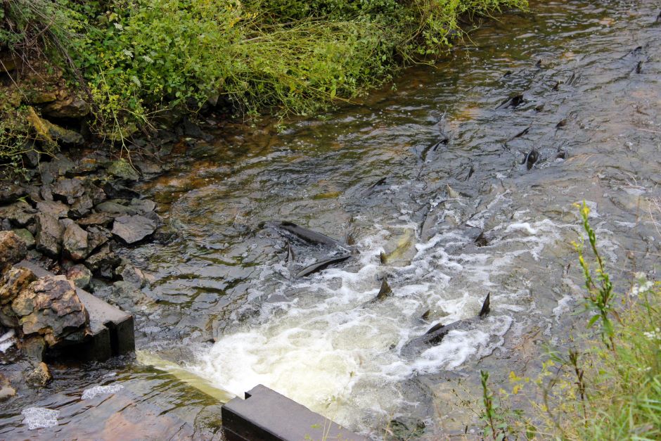 Chinook salmon push their way upstream to spawn