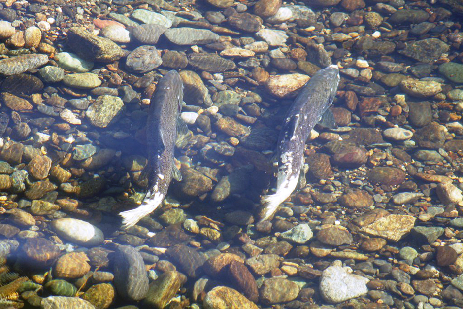 alaskan salmon