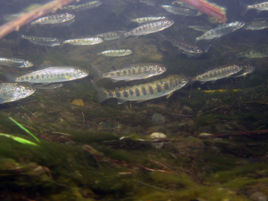 Chinook Salmon.