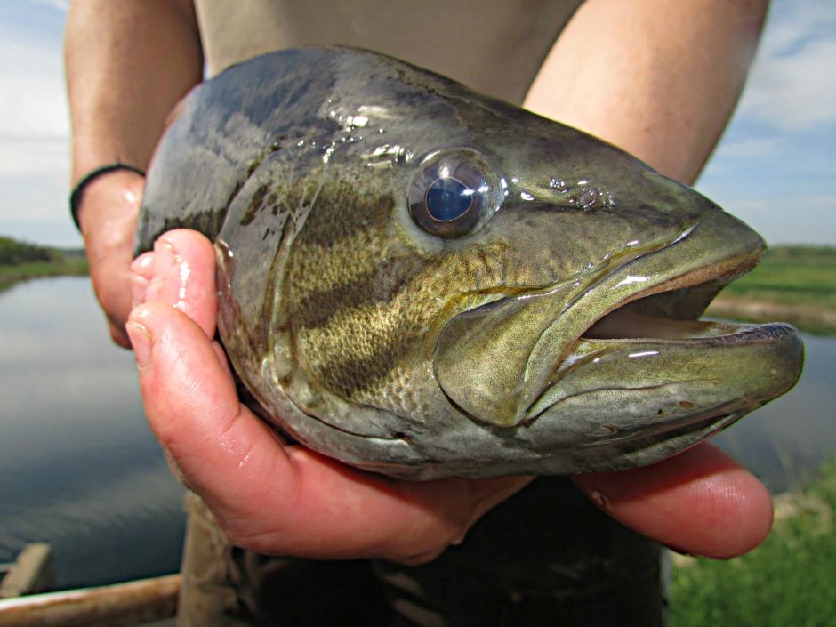 a smallmouth bass