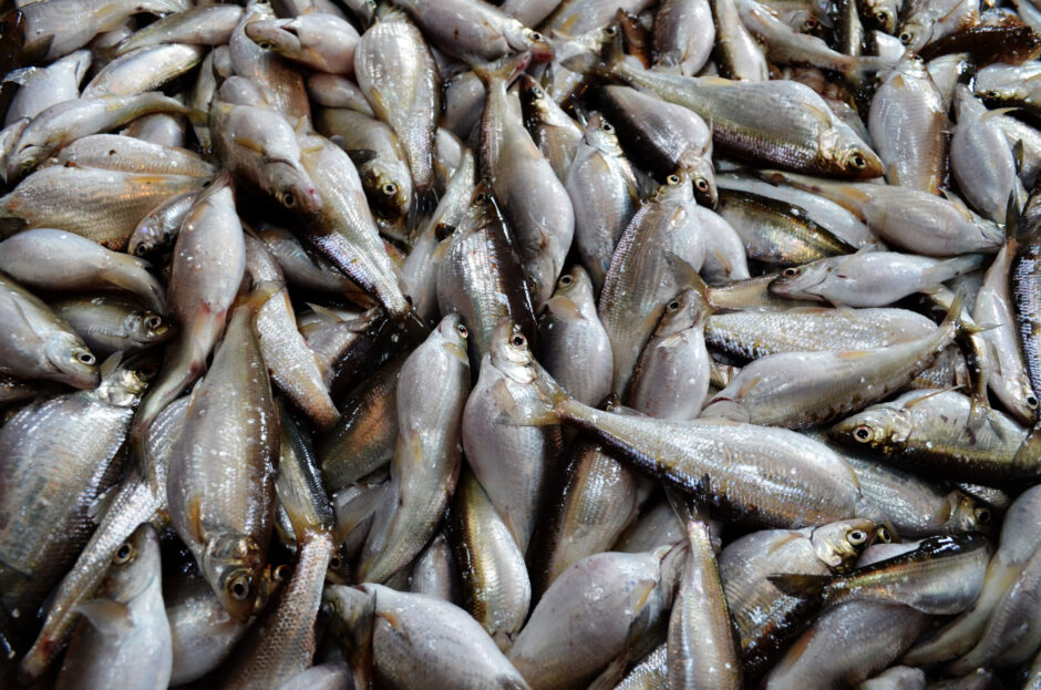 Lake Michigan Bloaters, one of the surviving Great Lakes cisco species