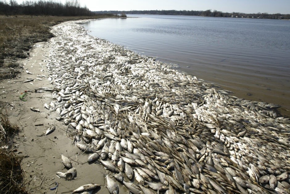 Dead fish float on the shoreline of Mona Lake along Wellesley Drive just east of Ross Park in Norton Shores Wednesday. Date shot: 4/2/08.