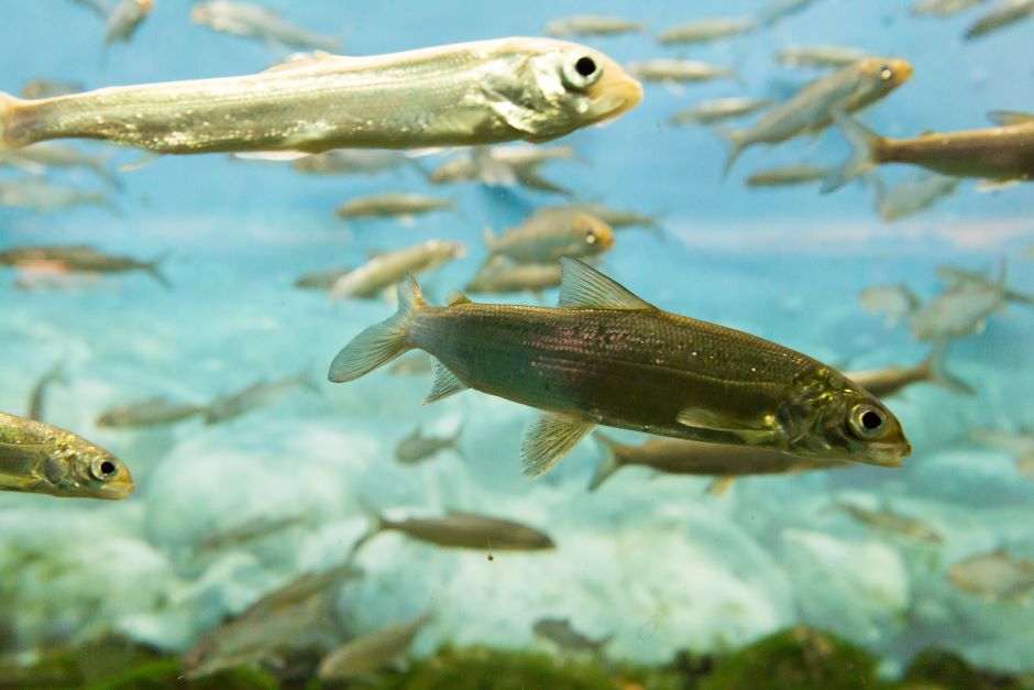 Lake whitefish swimming