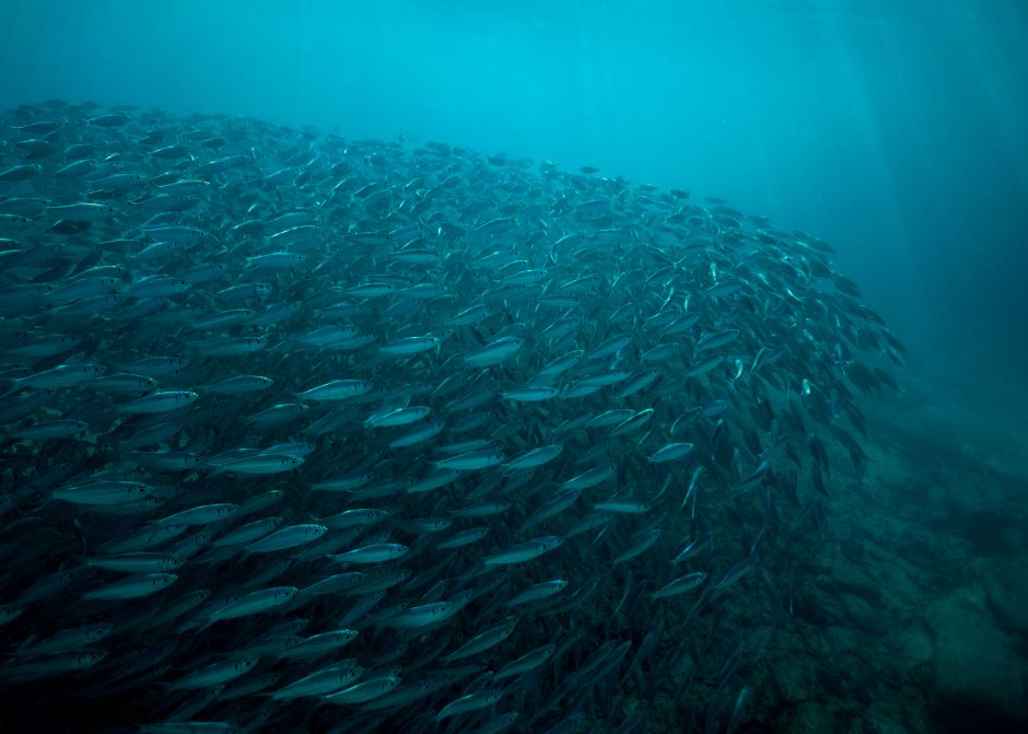 A school of fish