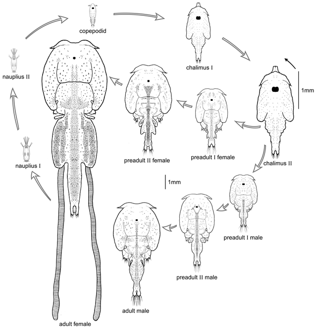 life cycle of a sea (salmon) louse