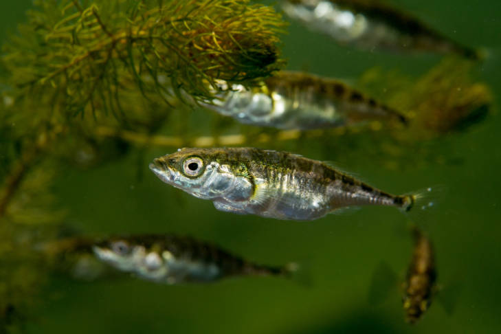 Threespine sticklebacks