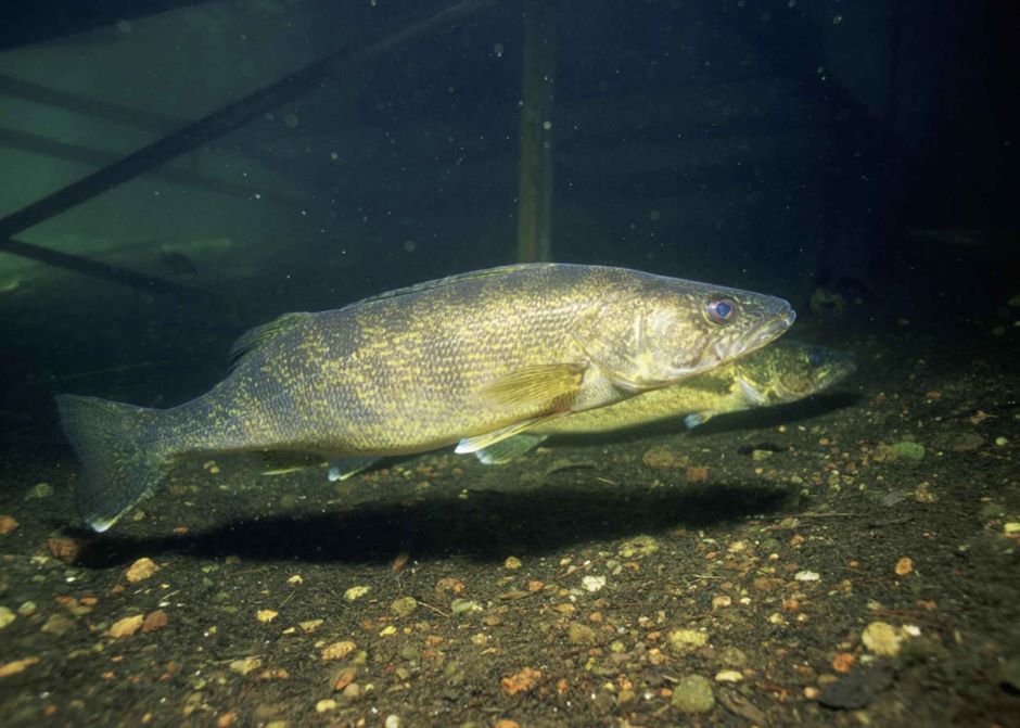 Lake Erie walleye