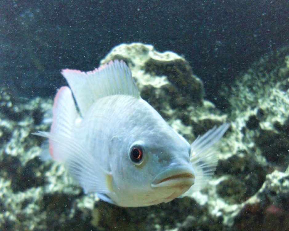 african cichlid