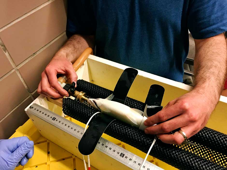 Cisco being prepared for surgical implantation of an acoustic transmitter at the USGS Ann Arbor aquatic research laboratory.