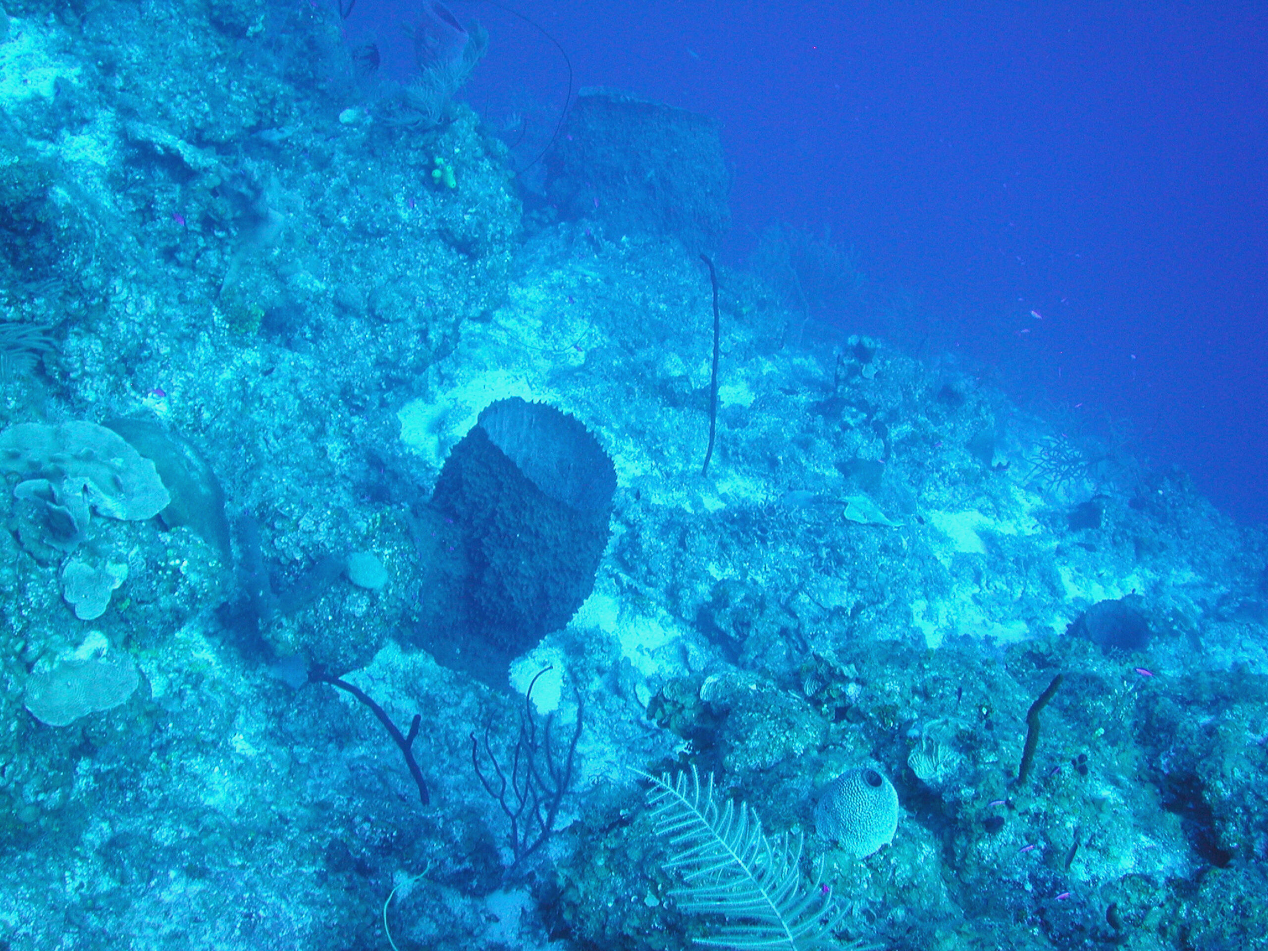 Two big barrel sponges (Xestospongia muta) perched on a slope near a dropoff in the Cayman Islands twilight zone