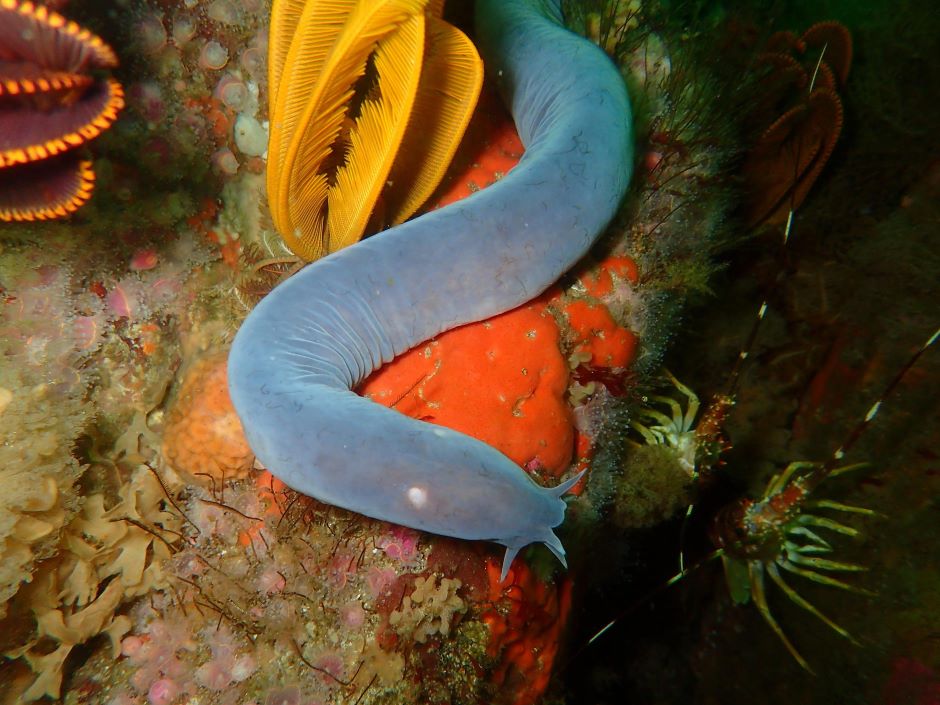 Sixgill Hagfish