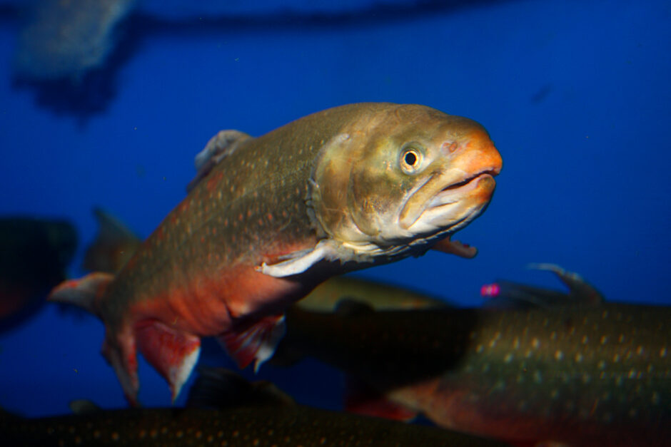 Salvelinus alpinus (Arctic Char); a species of ray-finned fishes