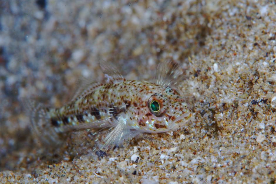 Well camouflaged sand goby