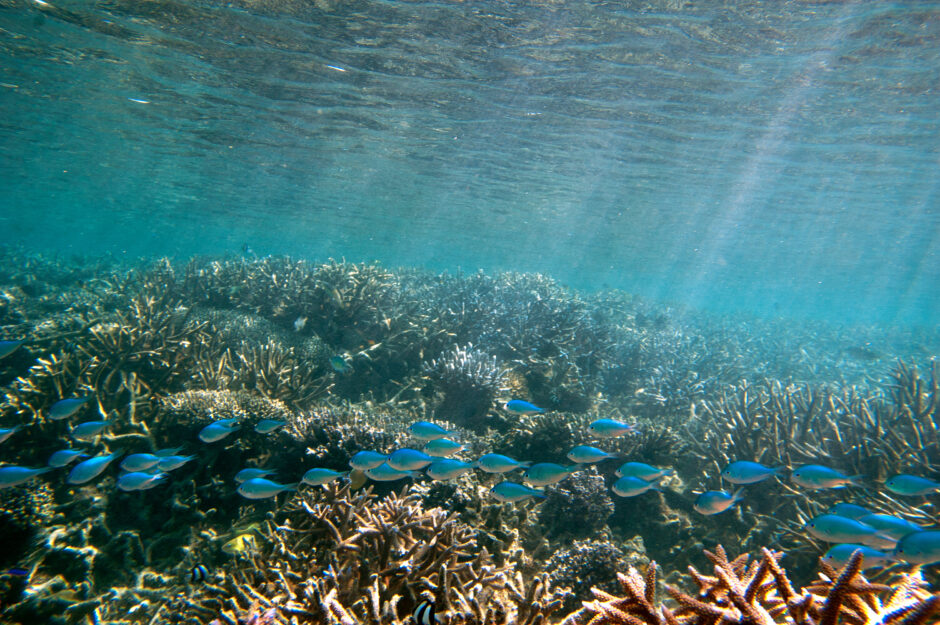 Black-axil chromis. Chromis atripectoralis