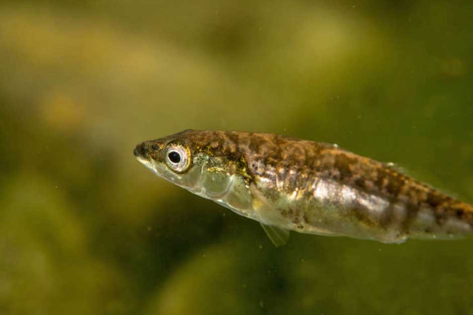 threespine stickleback that are known to evolve quickly