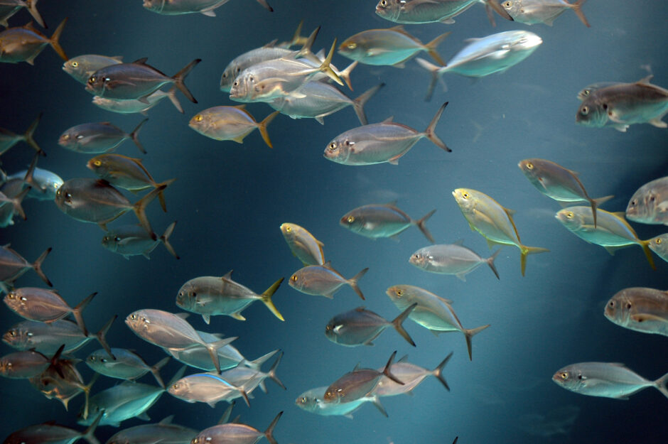 Fish swimming in the Georgia aquarium