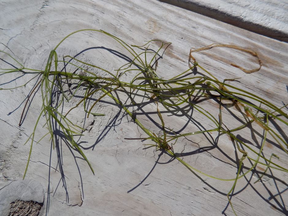 starry stonewort