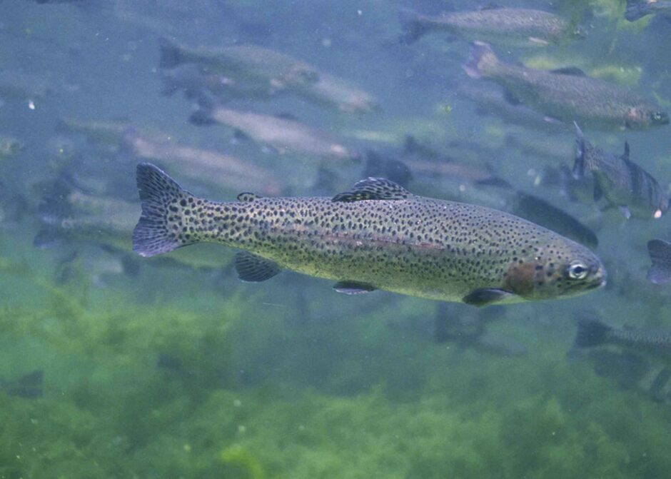 Rainbow Trout.