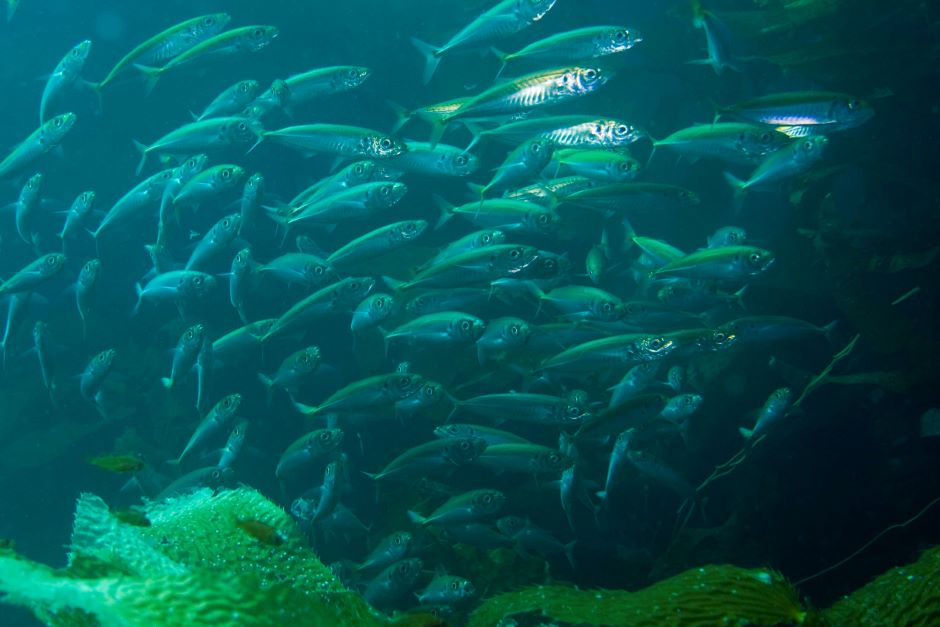 school of pacific jack mackerel