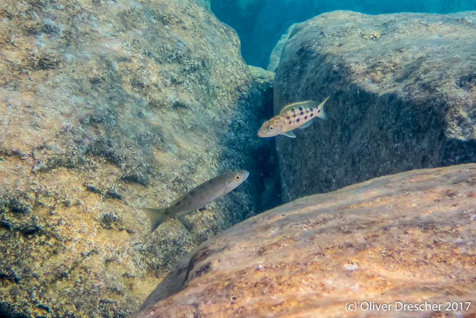 two fish swimming toward each other