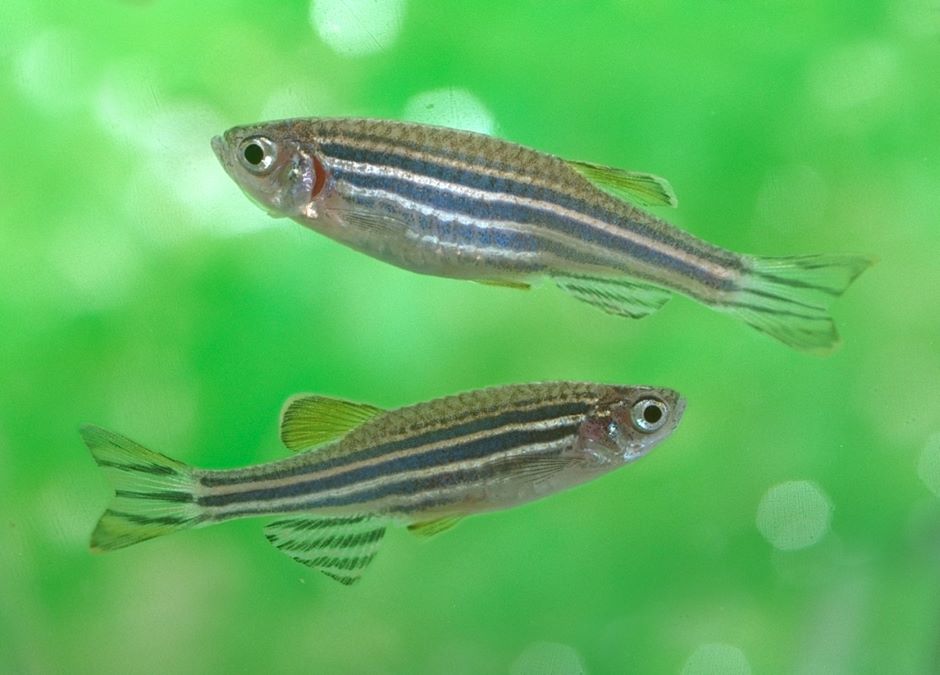 Zebrafish (Danio rerio) Adult zebrafish of AB strain. (Top) female and (bottom) male.