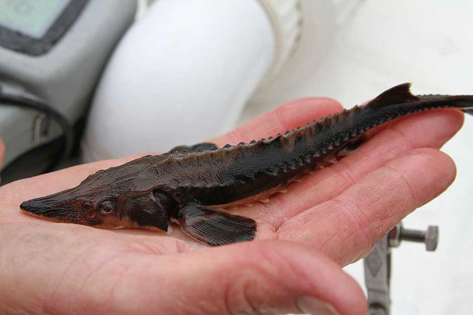 juvenile lake sturgeon