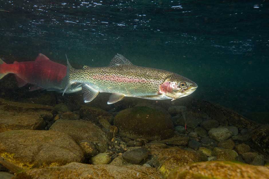 Rainbow trout swimming through the mountain stream.