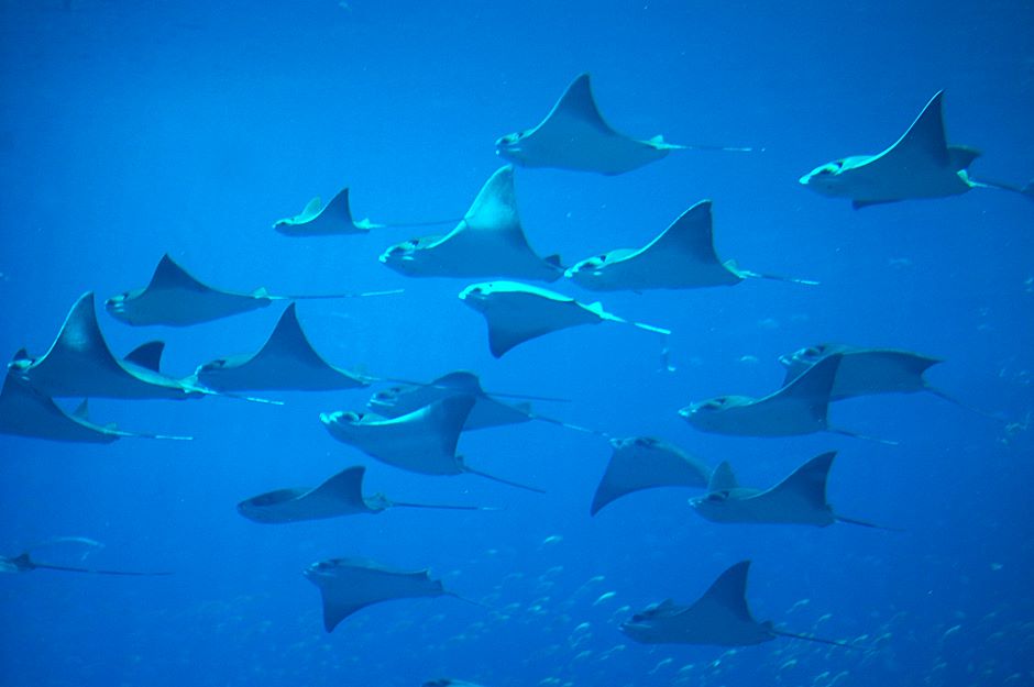 Rays (fish) swimming together