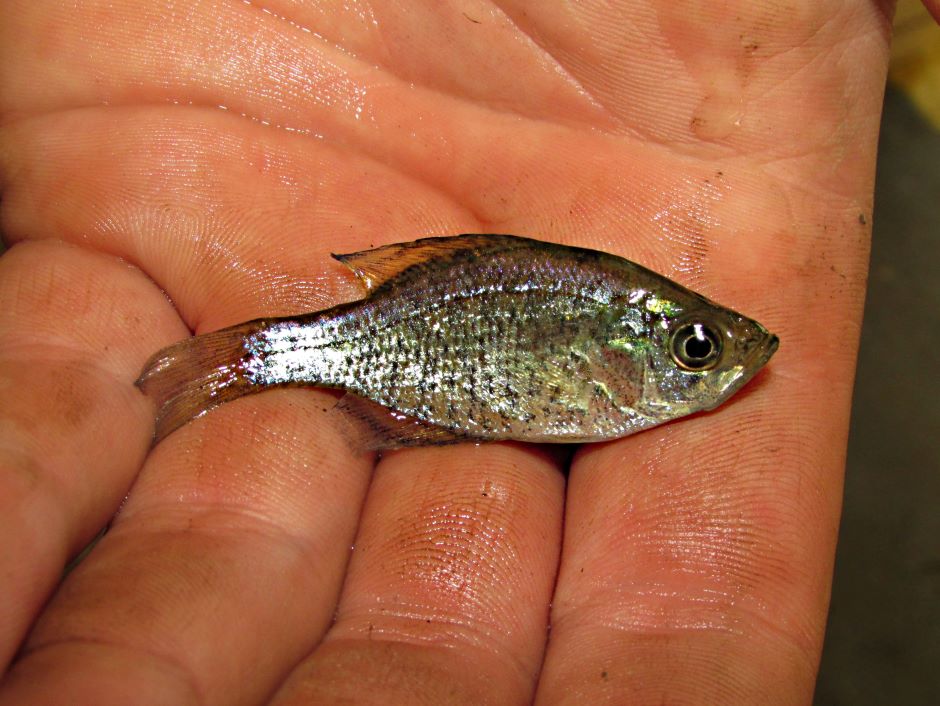 a small juvenile crappie someone's hands