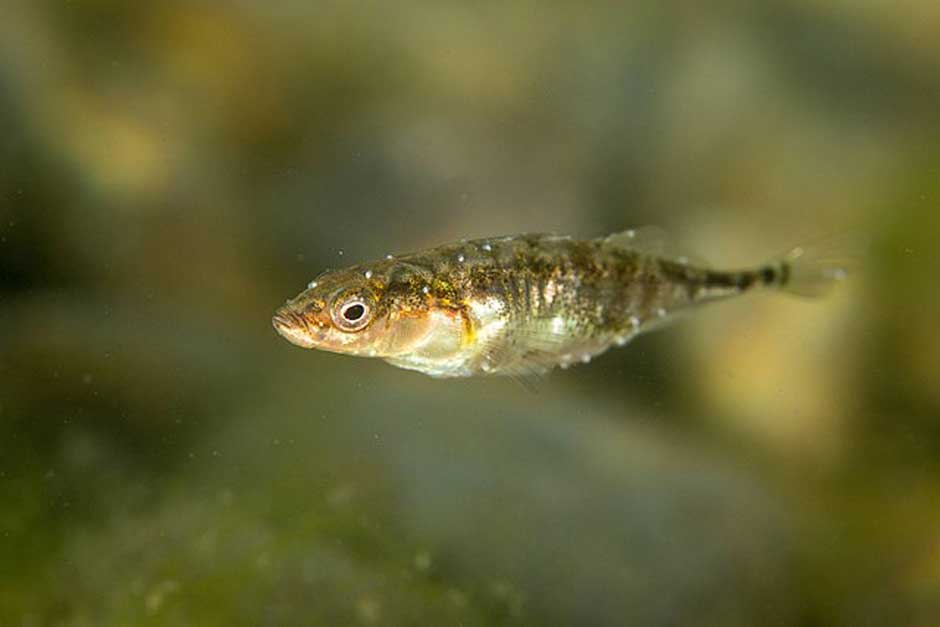 a threespine stickleback