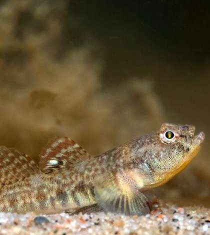 Common Goby male
