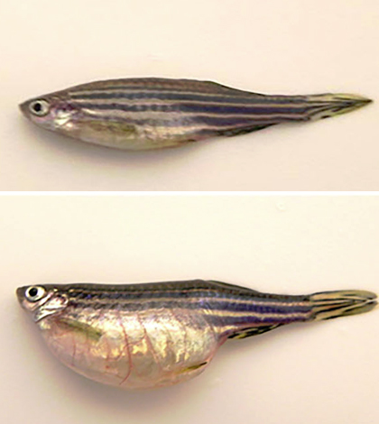 Effects of embryonic atrazine exposure on adult female zebrafish.
