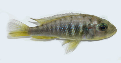 A hybrid female cichlid was found to have developed male sex organs and was able to self-fertilize, producing dozens of offspring