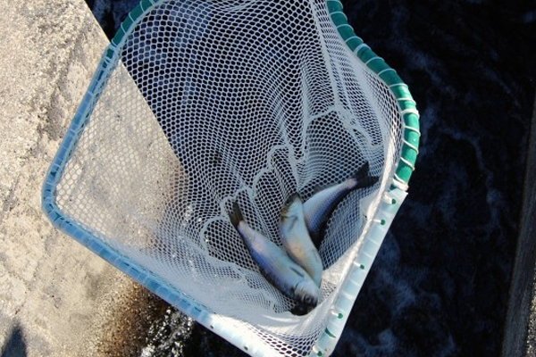 Alewives gathered in a net. (Credit: Chris Petersen / College of the Atlantic)