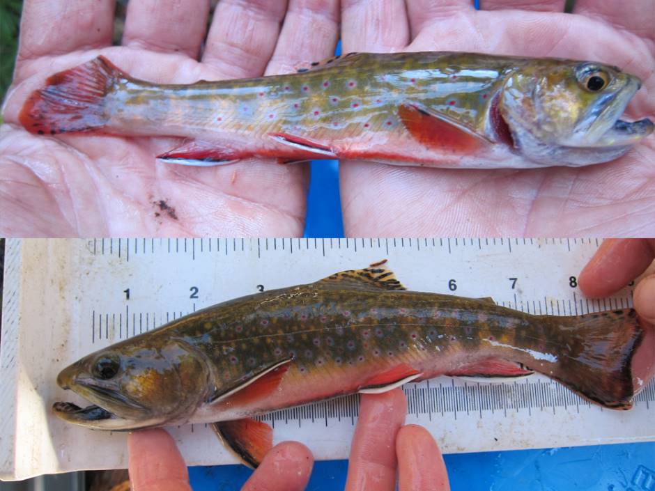 Brook trout from headwater tributaries (top) typically showed poor body condition compared to trout from mainstem habitats (bottom).